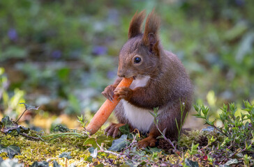 Eichhörnchen © PhotoArt
