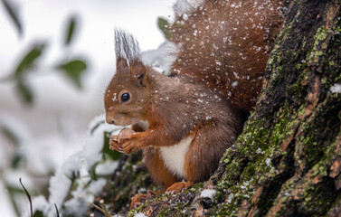 Eichhörnchen © PhotoArt