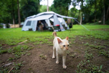 brown cat or pet and animal on camping cabin tent or campground and tree in nature green forest and...