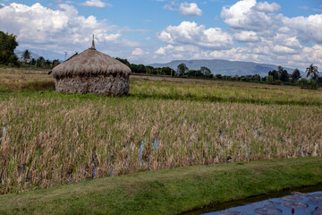 A hut made of rice straw sits in the harvested rice fields.