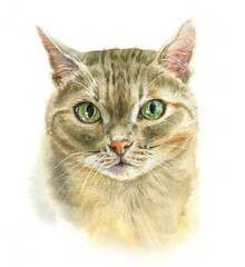 Fototapeta premium Watercolor realistic cat portrait, pet portrait, for cat lover