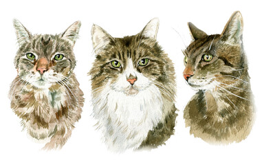 Watercolor realistic cat portrait, pet portrait, for cat lover