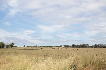 herd of cows