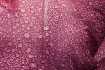 Purple iris flower background