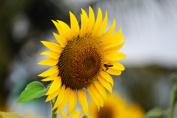 We’re Sunflowers that are waiting for the sunshine.