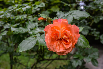 Obraz premium blooming orange rose growing in the garden close up .