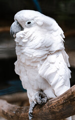 White cockatoo at Flamingo Gardens in Florida