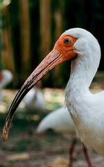 Close up of white bird at Flamingo Gardens in FLorida