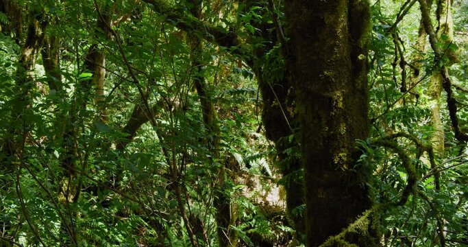Rain forest in Anaga National Park, north of Tenerife. Camera moves along path among trees overgrown with moss and bushes.