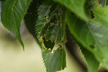 leaf with holes