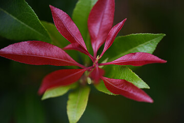 red and green leaves against green background