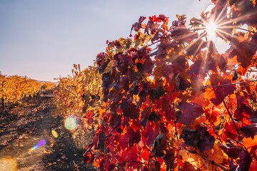 Bright autumn red orange yellow grapevine leaves at vineyard in warm sunset sunlight. Beautiful clusters of ripening grapes. Winemaking and organic fruit gardening. Close up. Selective focus.