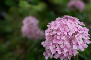 Hydrangea at Hannya-ji Temple in Nara Prefecture
