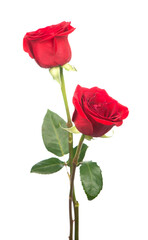 Fototapeta premium Several red roses on a white background.