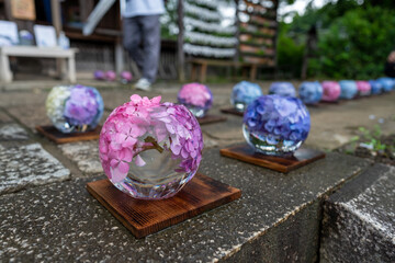 Hydrangeas in round glass vessels at Hannya-ji Temple in Nara Prefecture