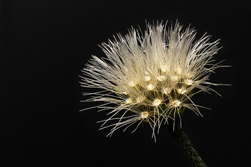 Selective focus macro photography close up image of a little tiny dandelion with black background