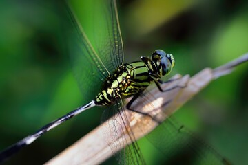 closeup of dragonfly on the leaf around the garden