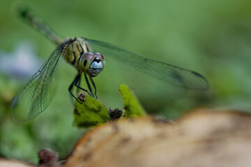 closeup of dragonfly on the leaf around the garden