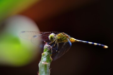 closeup of dragonfly on the leaf around the garden