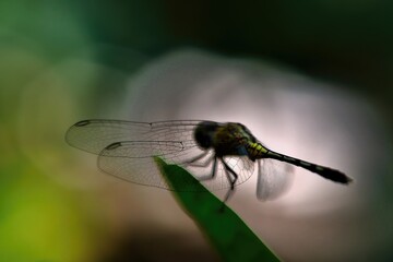 closeup of dragonfly on the leaf around the garden