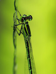 closeup of dragonfly on the leaf around the garden