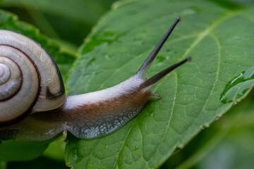 A snail on a hydrangea leaf at Hannya-ji Temple in Nara Prefecture, Japan