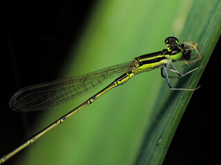 closeup of dragonfly on the leaf around the garden