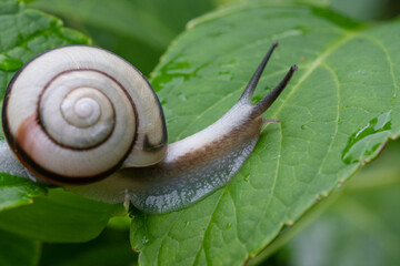 A snail on a hydrangea leaf at Hannya-ji Temple in Nara Prefecture, Japan
