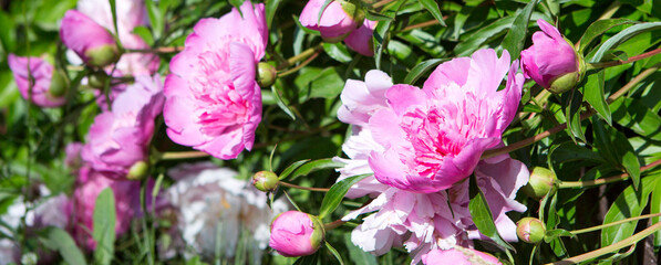 bush of pink peonies close-up