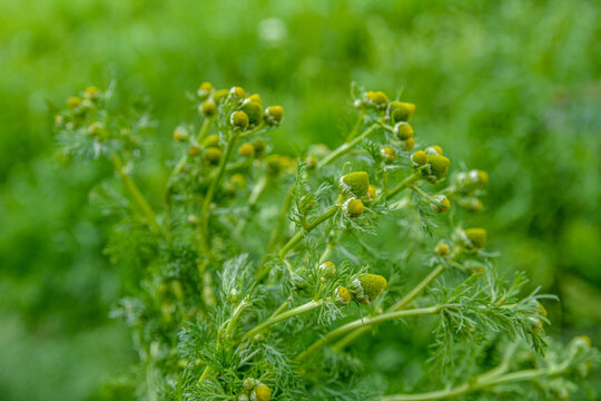 Fragrant chamomile (Matricaria discoidea) grows in nature