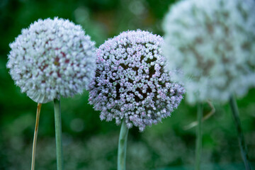 Sun Setting On Three Leeks