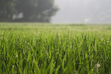 paddy farming in Kerala field