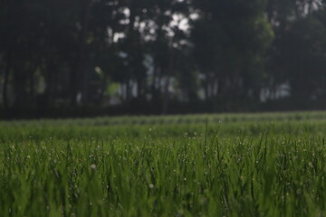 paddy farming in Kerala field