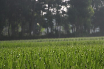 paddy farming in Kerala field