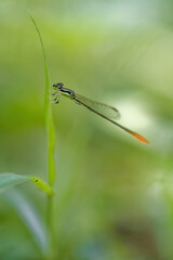 closeup of dragonfly on the leaf around the garden