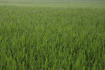 paddy farming in Kerala field