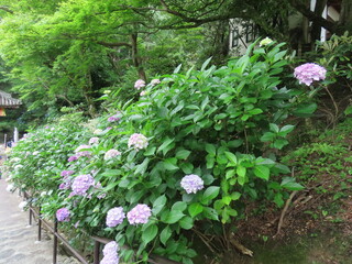 奈良の長谷寺であじさいと