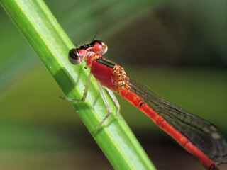 closeup of dragonfly on the leaf around the garden