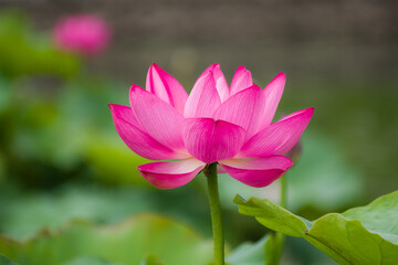 白鷺公園（大阪府堺市）の蓮