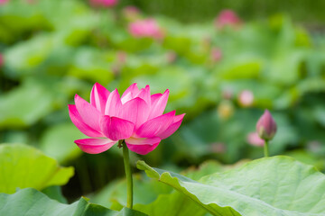 白鷺公園（大阪府堺市）の蓮