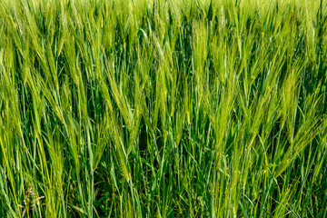 Spikes barley in a green composition .
