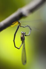 closeup of dragonfly on the leaf around the garden