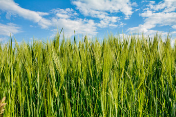 Obraz premium Spikes barley in a green composition .