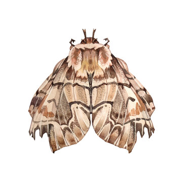 Watercolor brown moth or night butterfly isolated on white background. Insect with ornament for boho or hippie style. Creative clipart for tattoo, sticker wallpaper, wrapping sketchbook