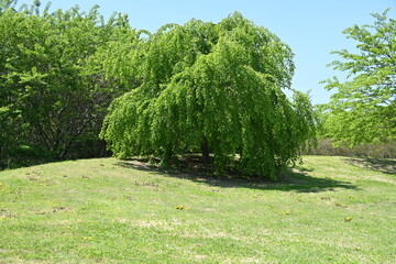 国営アルプスあづみの公園のきれいな芝生とわさわさした緑の大きな木