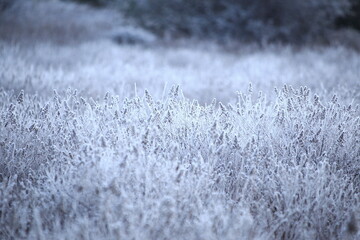 小田代ヶ原の霧氷