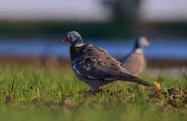 Common Wood Pigeon (Columba palumbus) is usually lives in large herds in cereal fields and gardens. It is a common type of pigeon.