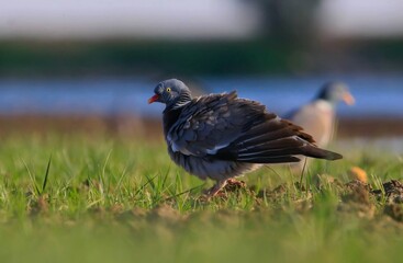Common Wood Pigeon (Columba palumbus) is usually lives in large herds in cereal fields and gardens. It is a common type of pigeon.
