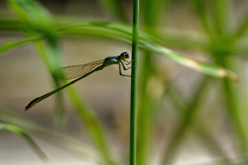 closeup of dragonfly on the leaf around the garden