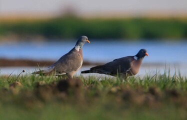 Common Wood Pigeon (Columba palumbus) is usually lives in large herds in cereal fields and gardens. It is a common type of pigeon.